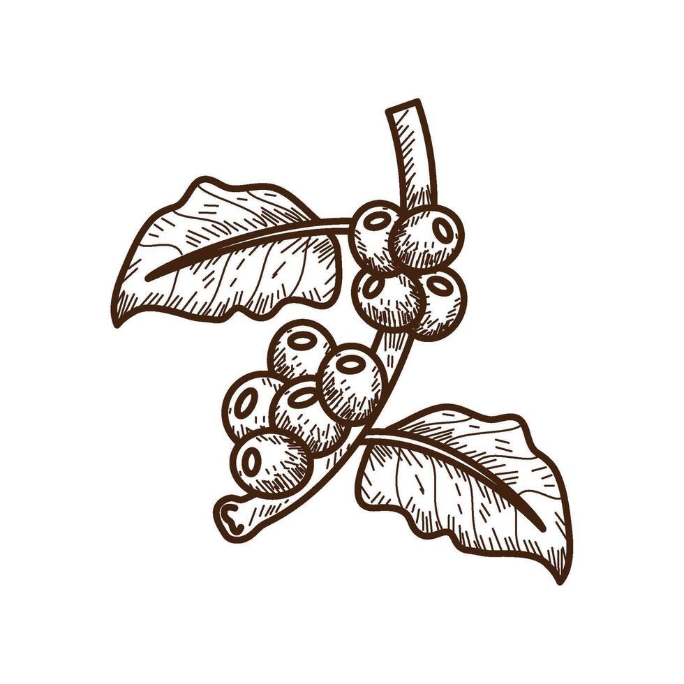 coffee leaf and grains icon isolated vector