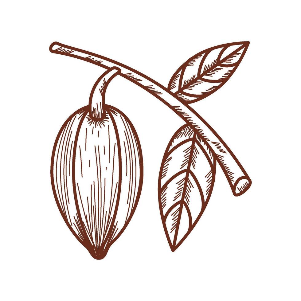 cacao tree and leaf icon isolated vector