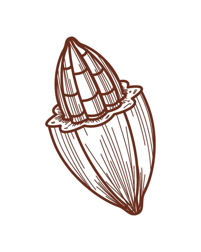 cacao fruit bean icon isolated vector