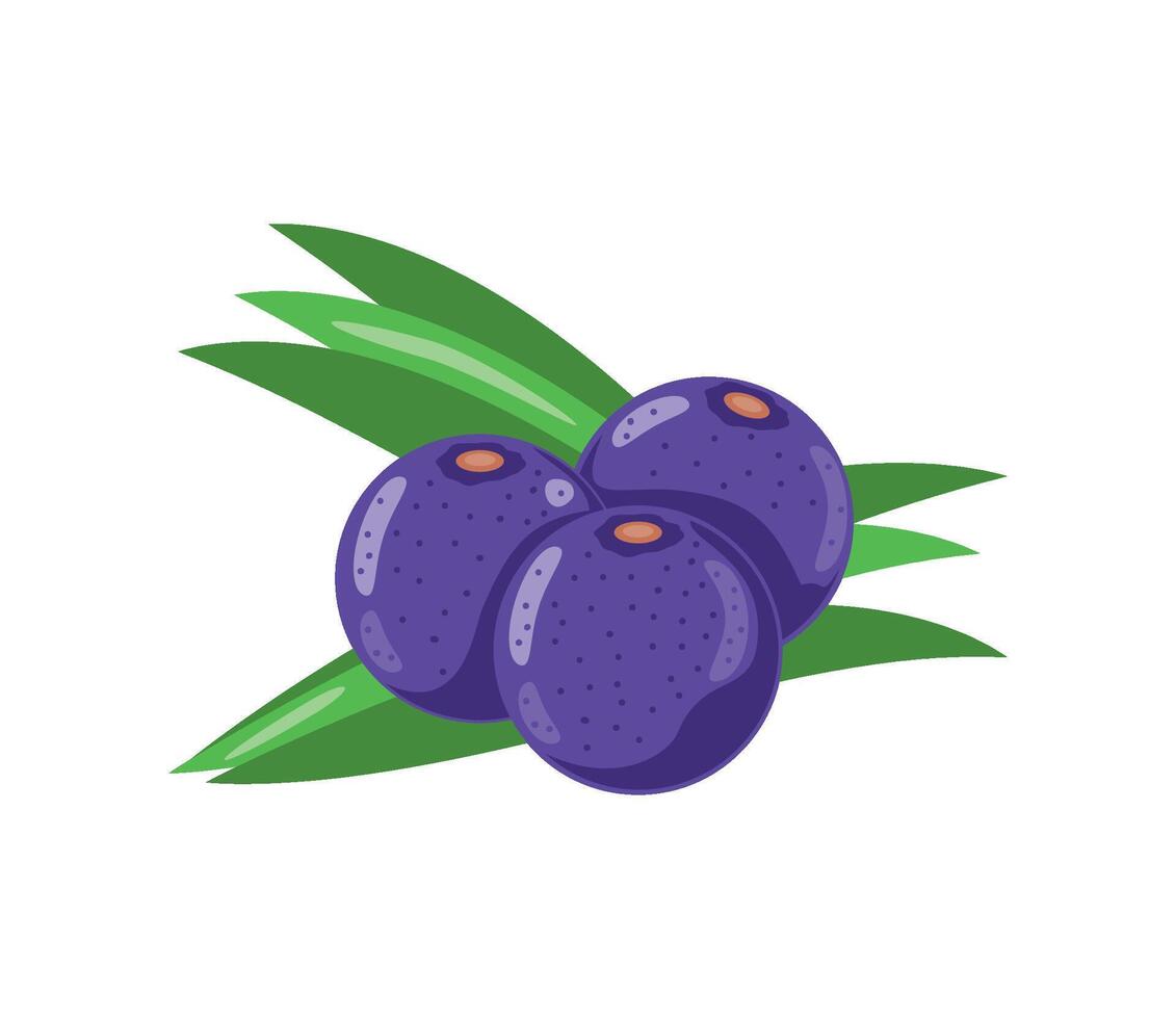 acai fruit and leaf illustration illustration isolated vector