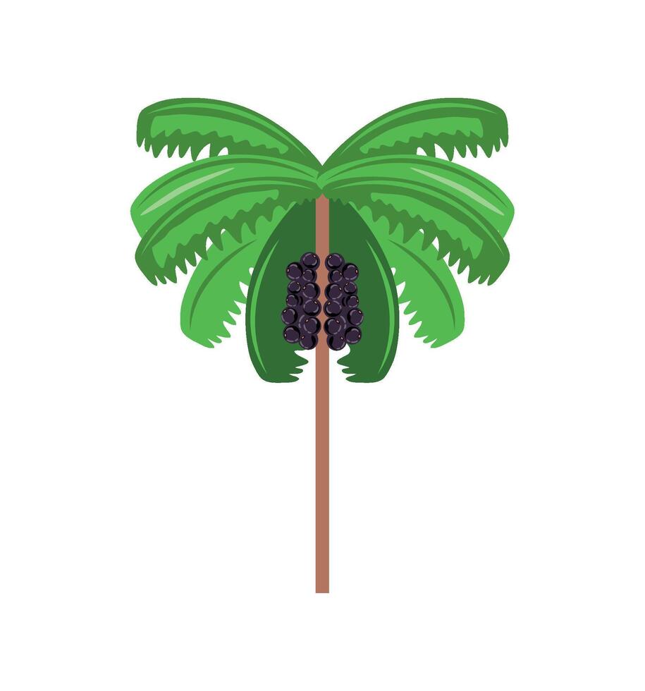 acai fruit palm tree illustration isolated vector