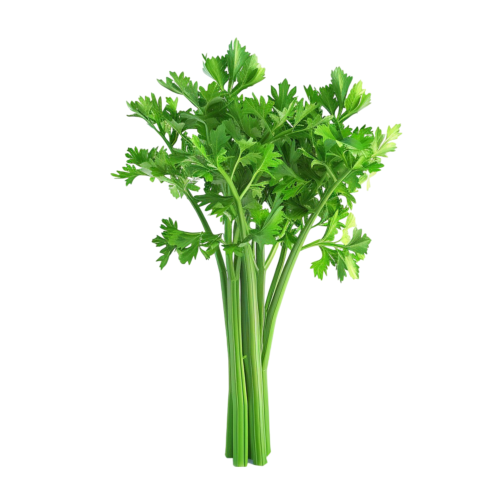 Parsley Isolated on Transparent Background AI-Generative png