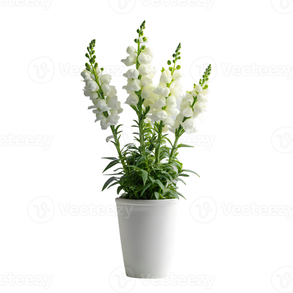 Snapdragon flowers in a minimalist style white pot is tall isolated on a translucent background png