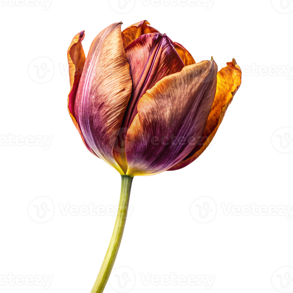 dry tulip isolated on a translucent background png