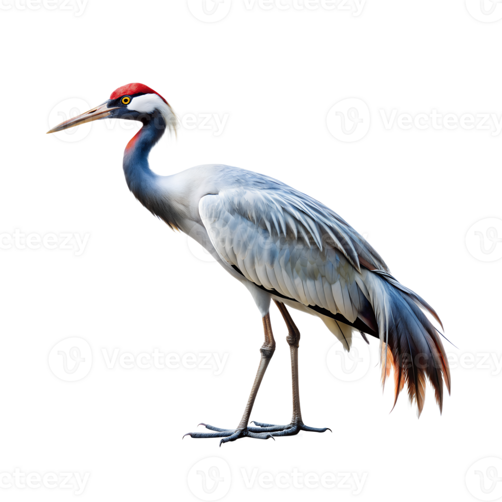 crane bird standing isolated on a translucent background png