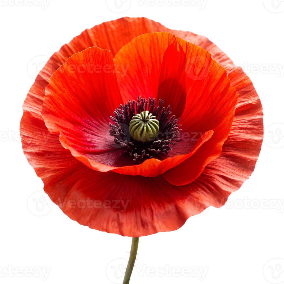 red poppy isolated on background png