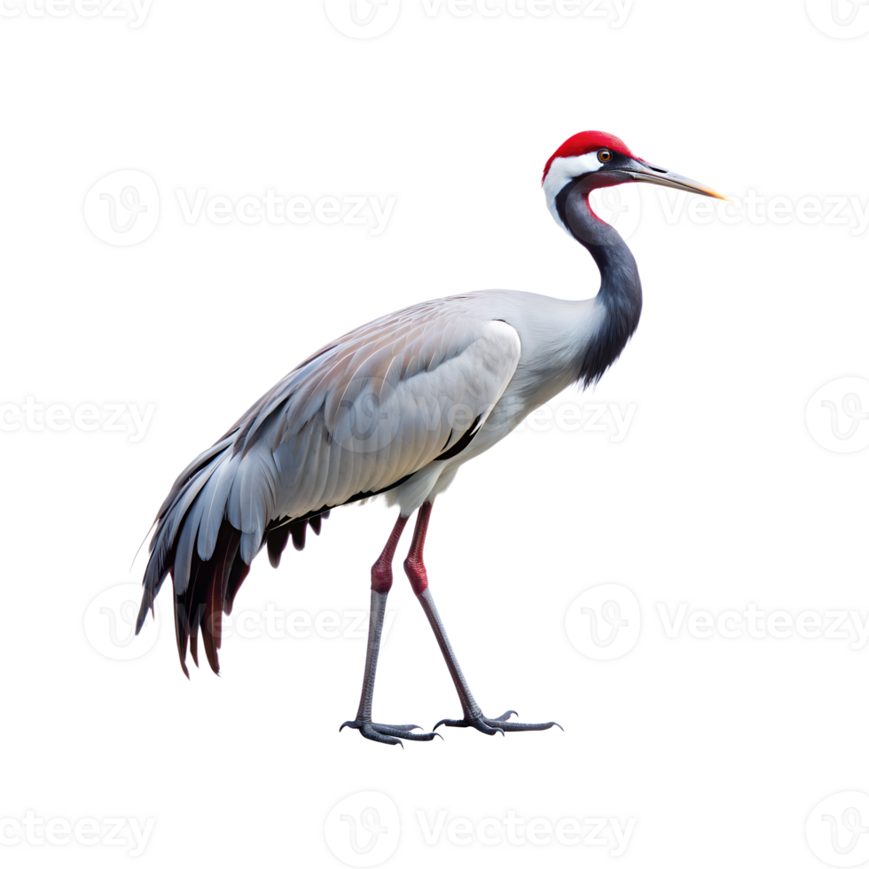 crane bird standing isolated on a translucent background png