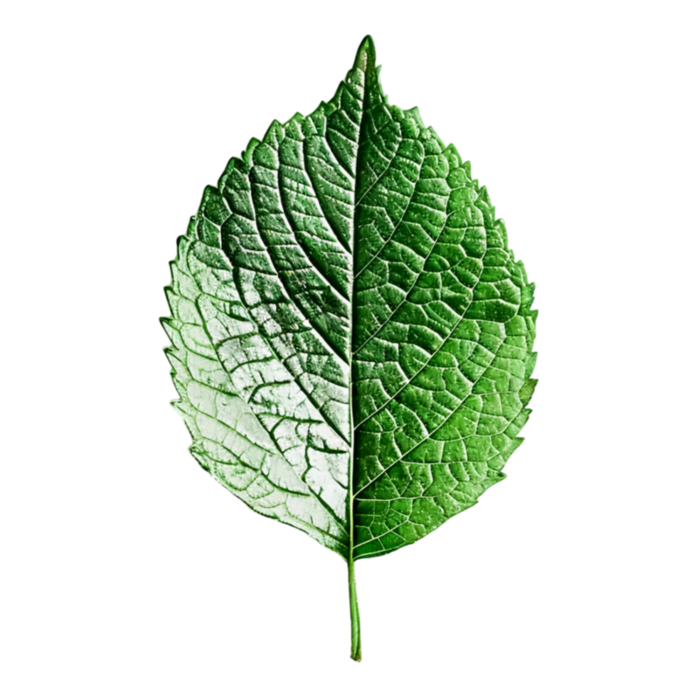 Fresh Leaves in Outdoor Setting Highlighting Natural Botanical Beauty png