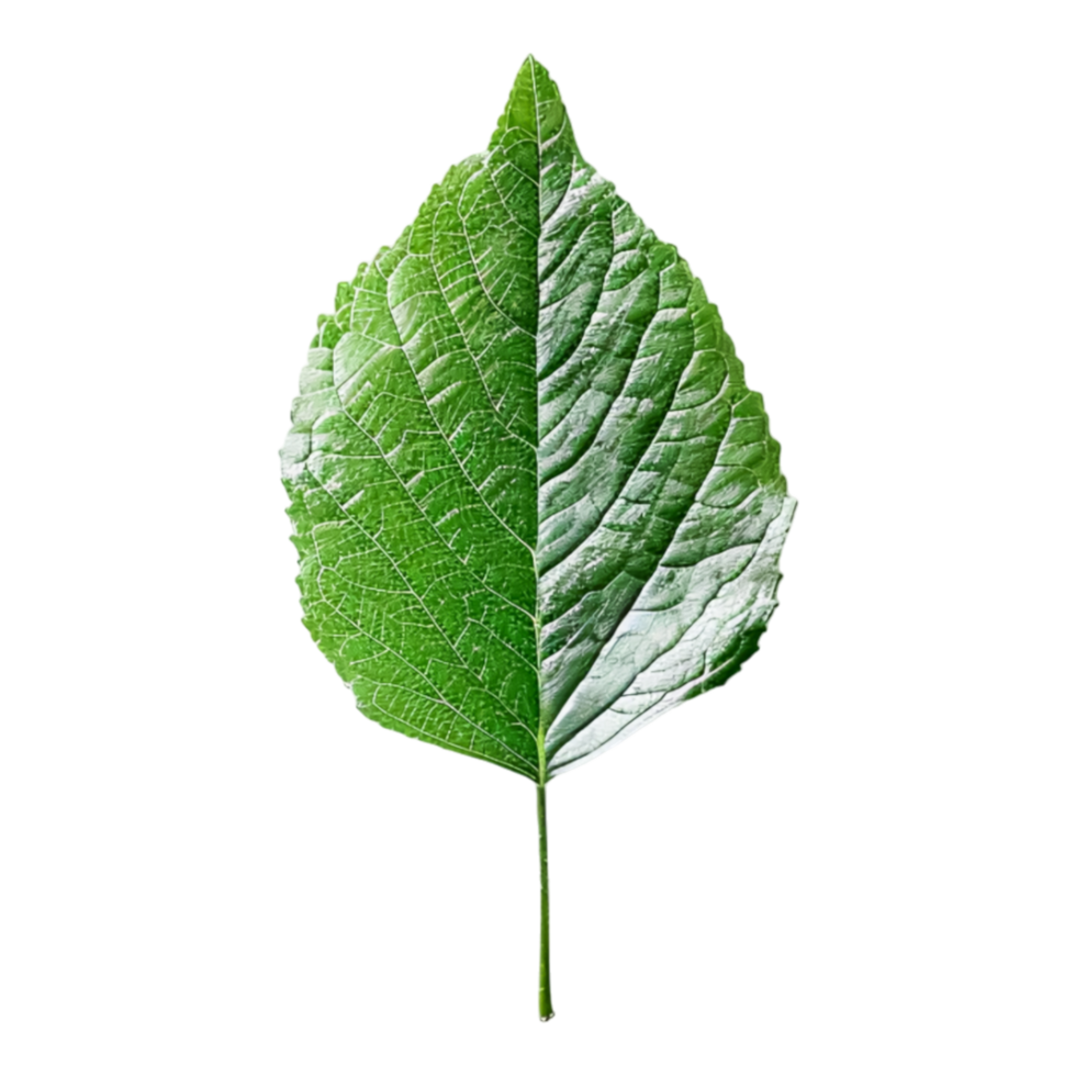 Vibrant Foliage with Detailed Leaf Patterns Captured png