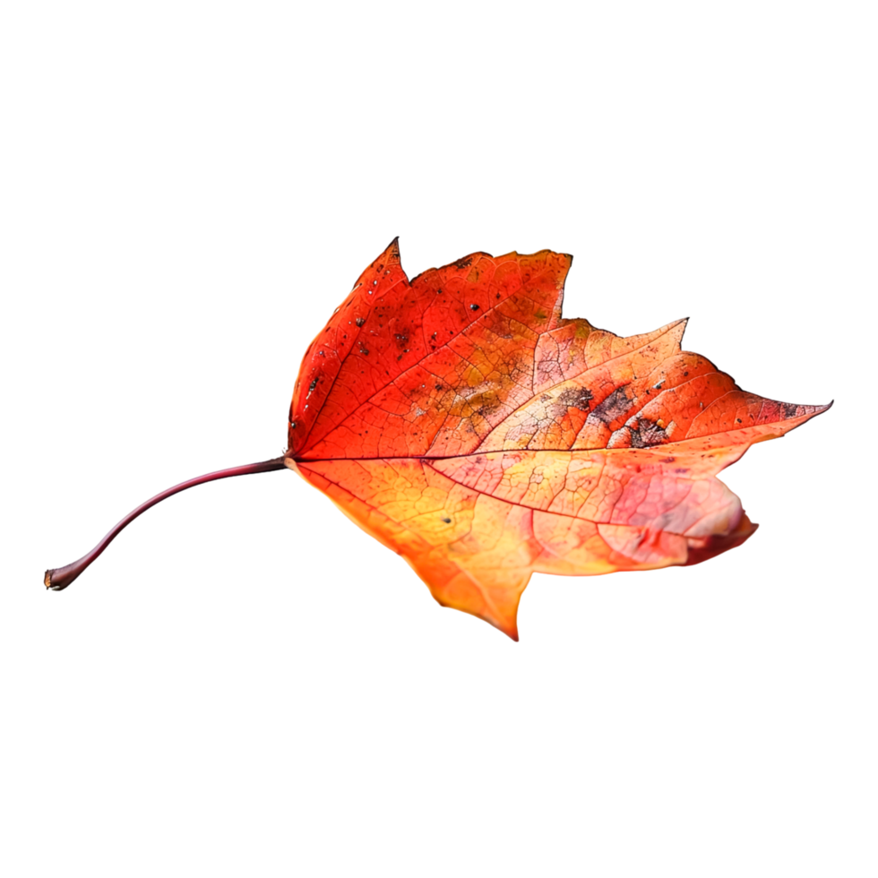 Macro Photograph of Leaves Revealing Intricate Leaf Structure and Surface png