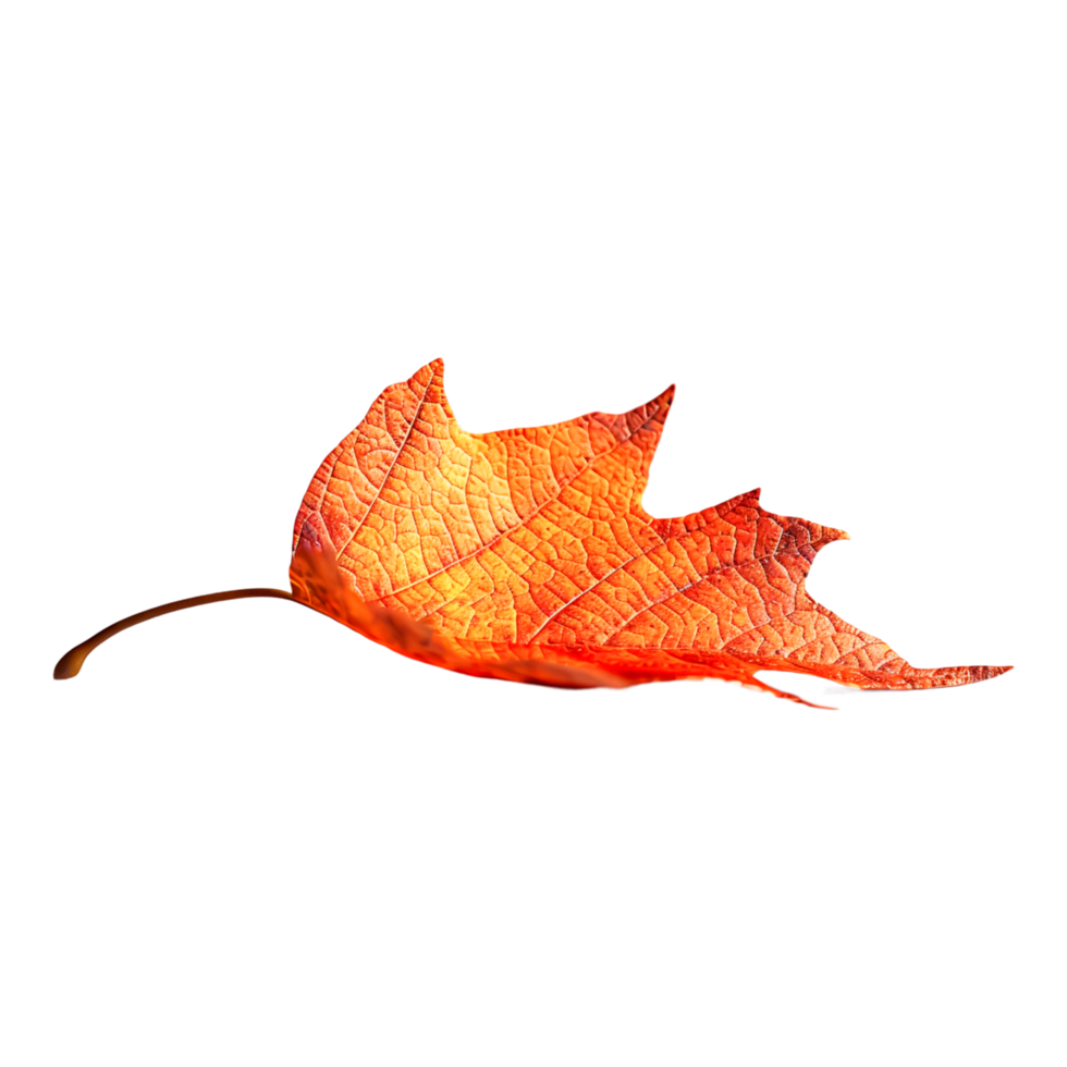 Macro Photograph of Leaves Revealing Intricate Leaf Structure and Surface png