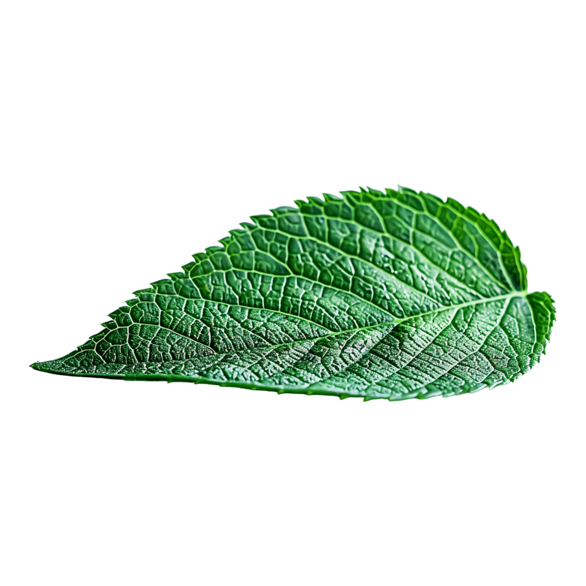 Science Stunned: Nuttianna Camphorifolia'S Leaf Structure! - y56rw6g