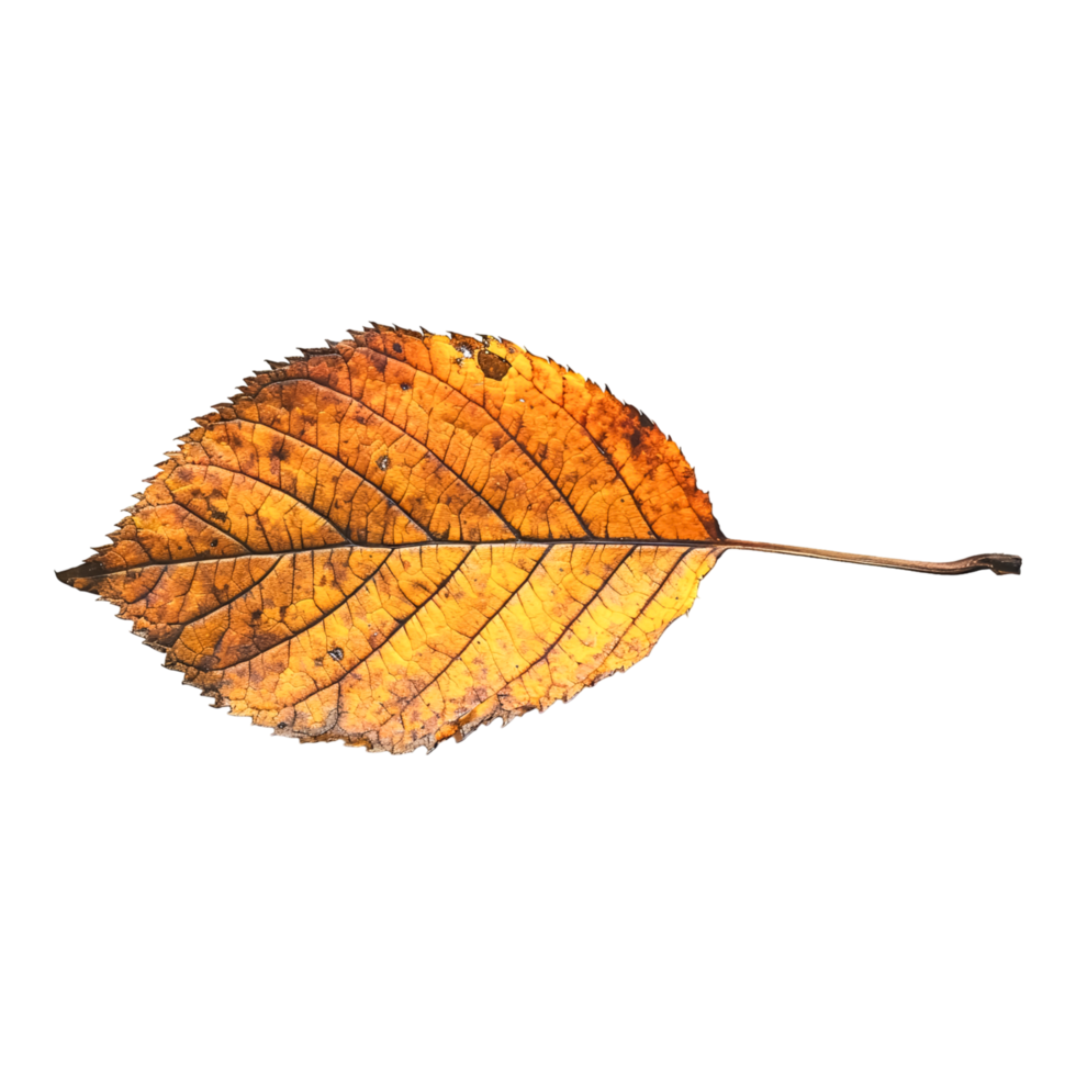 Vibrant Foliage with Detailed Leaf Patterns Captured png