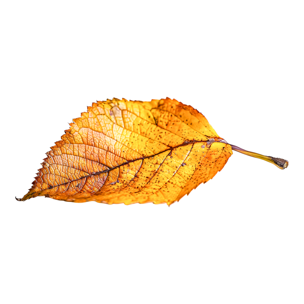 Vibrant Foliage with Detailed Leaf Patterns Captured png