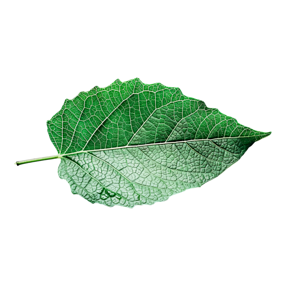Close up of Leaves Showing Detailed Texture and Veins in Natural Light png