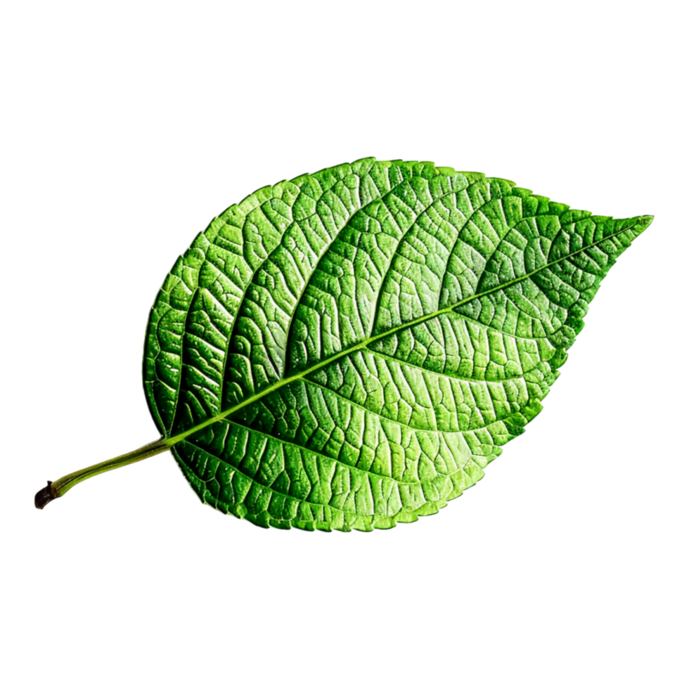 Close up of Leaves Showing Detailed Texture and Veins in Natural Light png