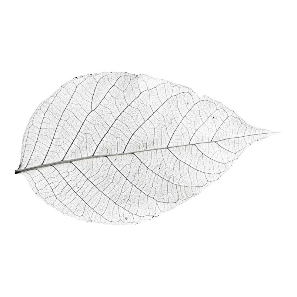 Vibrant Foliage with Detailed Leaf Patterns Captured png