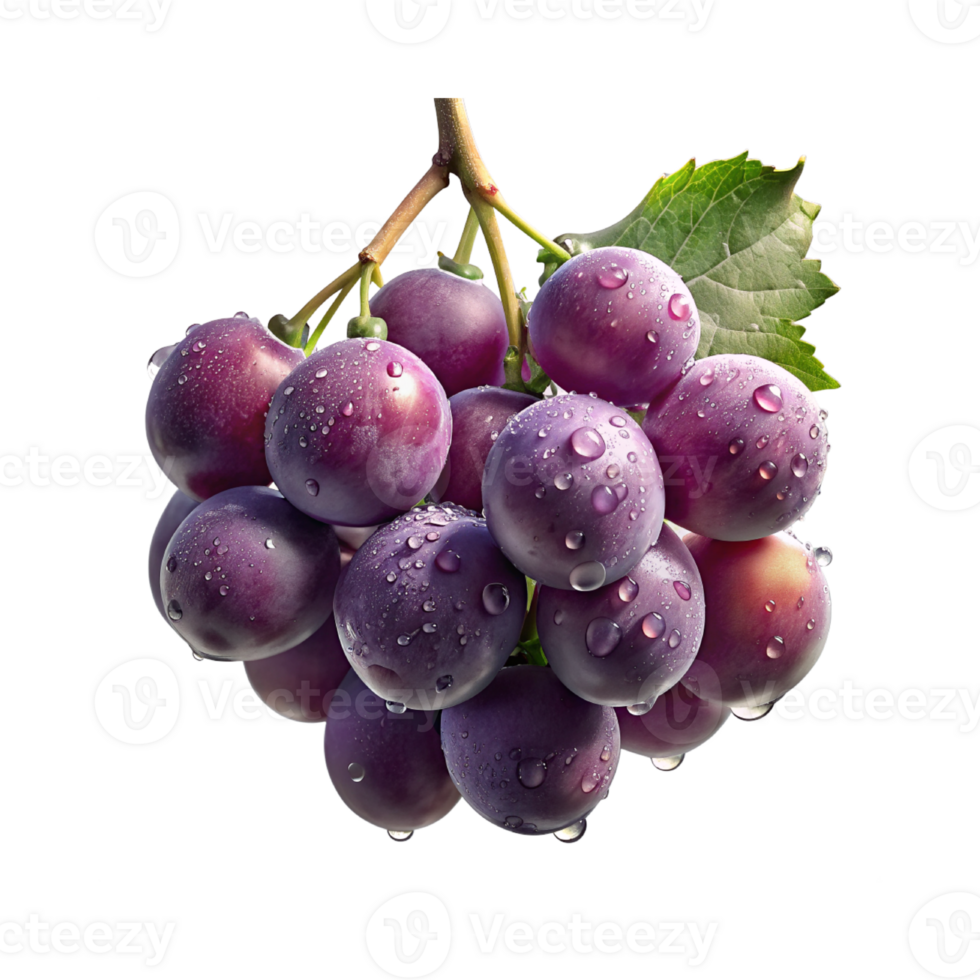purple grapes on a branch with water droplets png