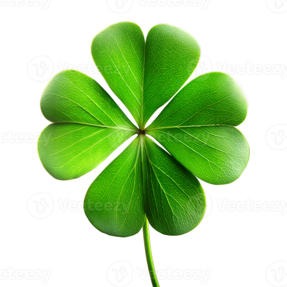 Single Green Four Leaf Clover Isolated On Transparent Background png