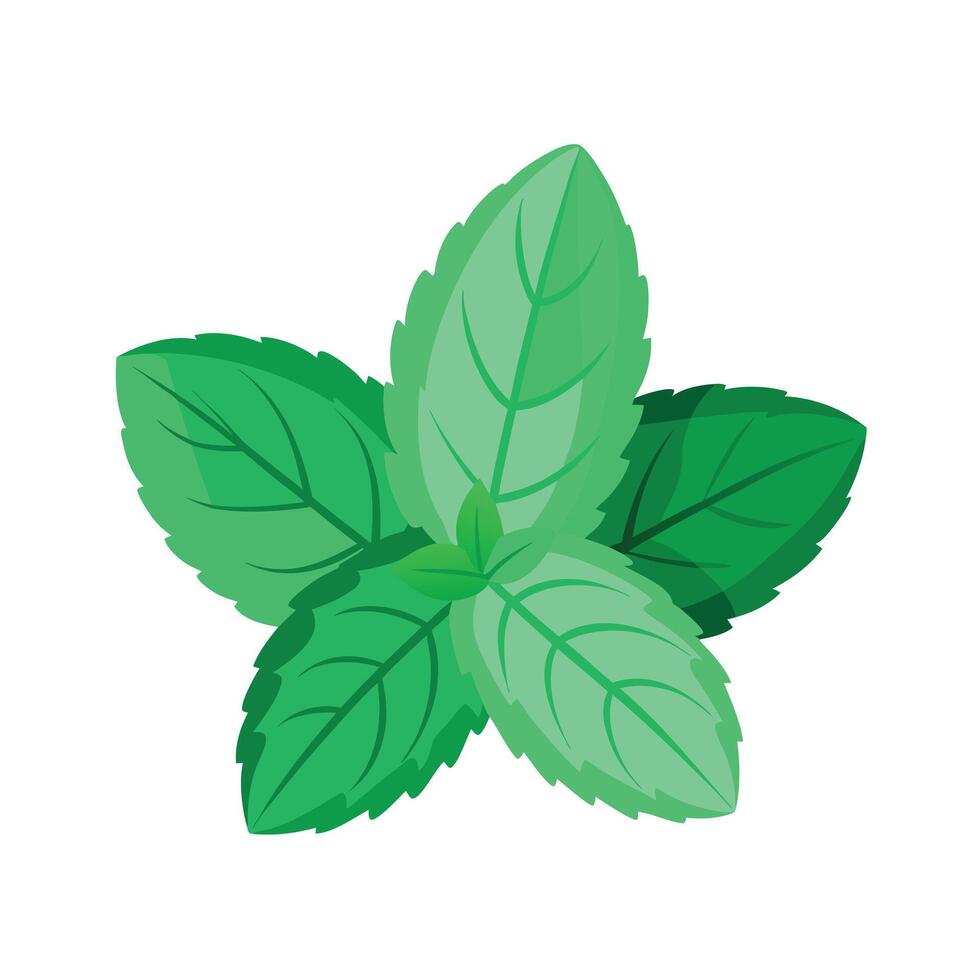 Realistic Beautiful Leaves Illustration vector