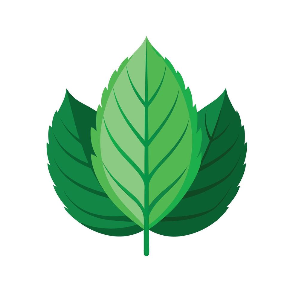 Realistic Beautiful Leaves Illustration vector