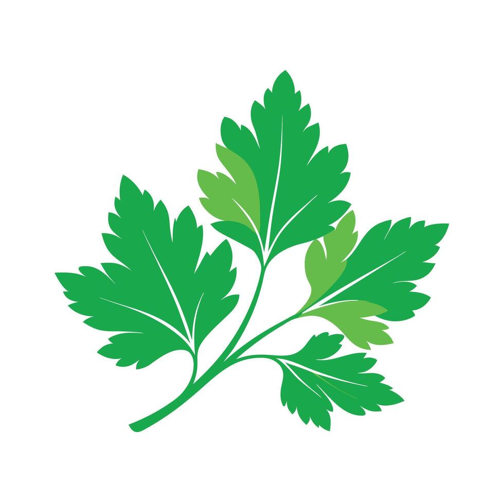 Realistic Beautiful Leaves Illustration vector