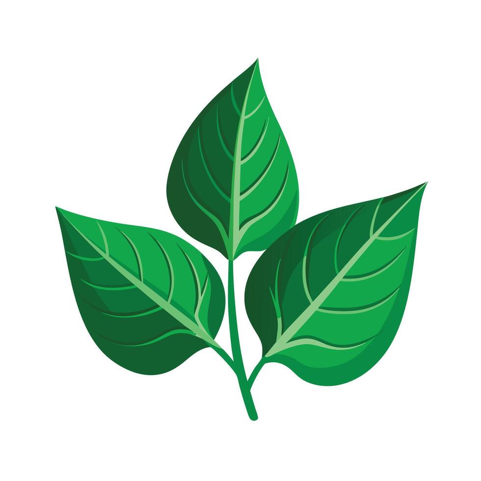 Realistic Beautiful Leaves Illustration vector