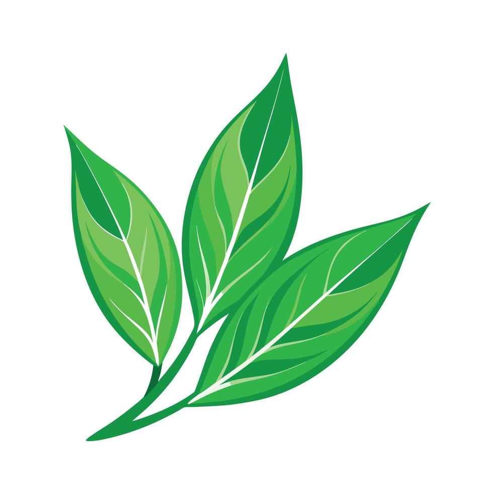 Realistic Beautiful Leaves Illustration vector