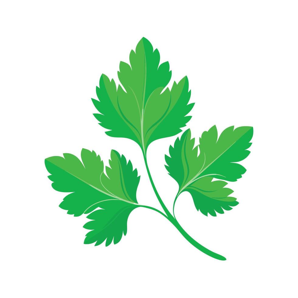 Realistic Beautiful Leaves Illustration vector