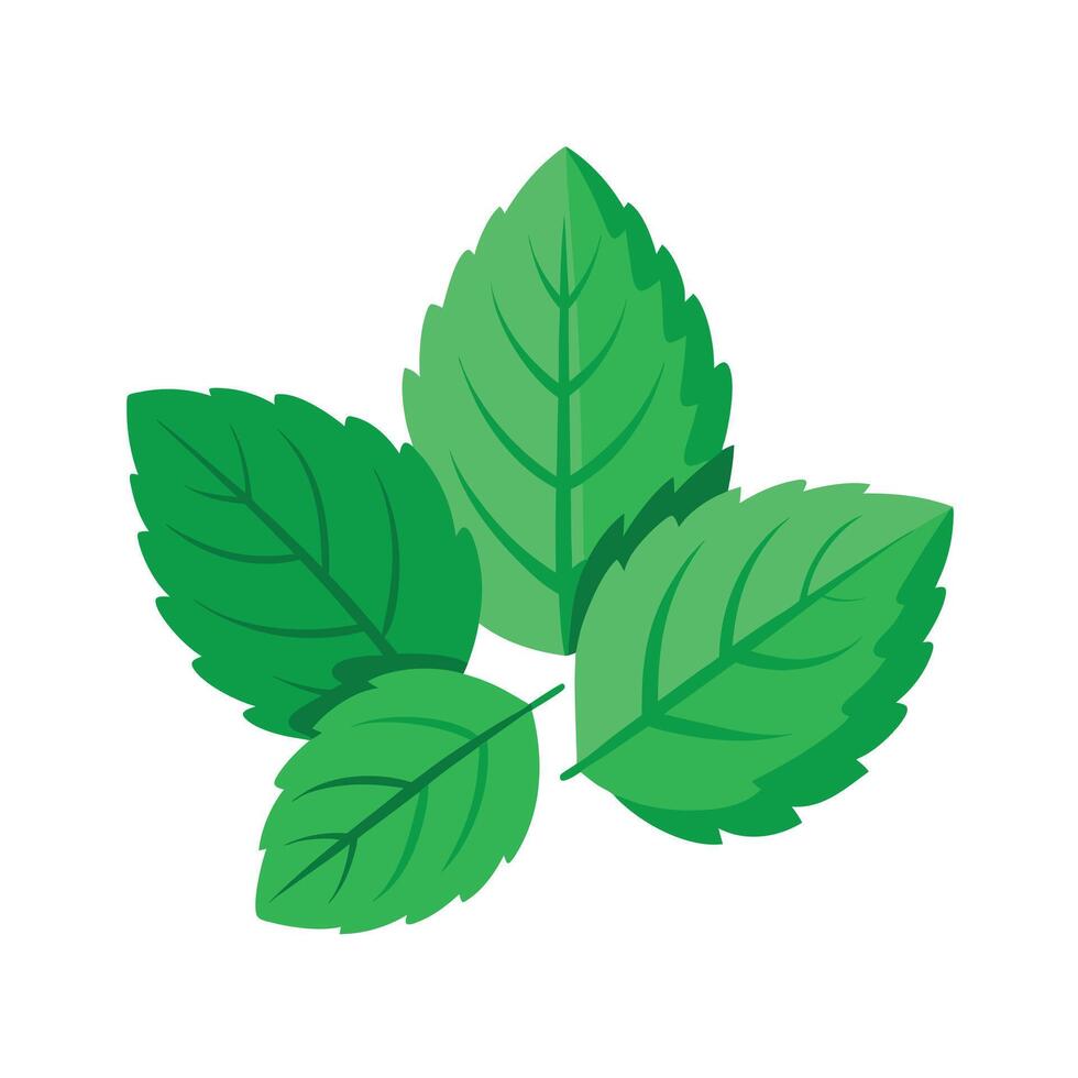 Realistic Beautiful Leaves Illustration vector