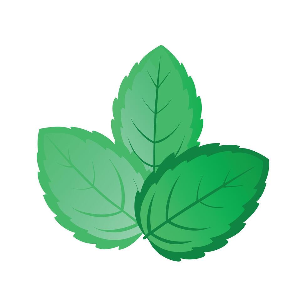 Realistic Beautiful Leaves Illustration vector