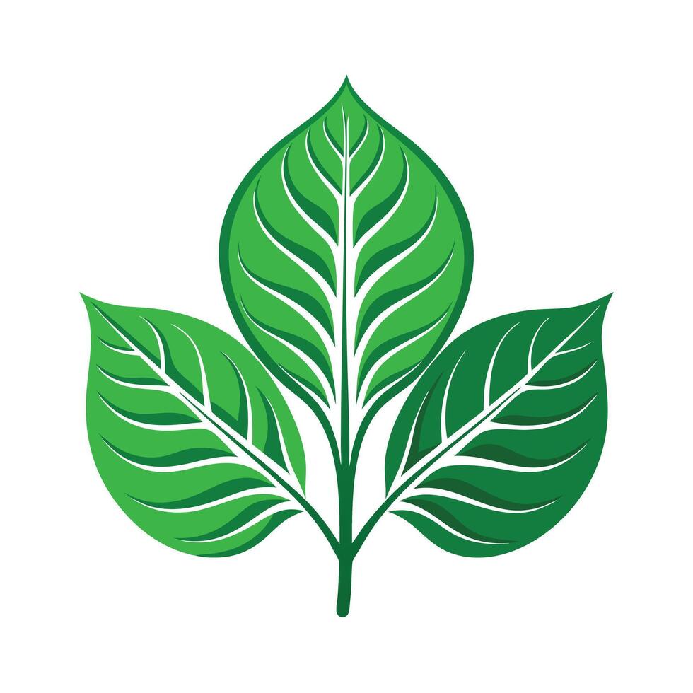 Realistic Beautiful Leaves Illustration vector