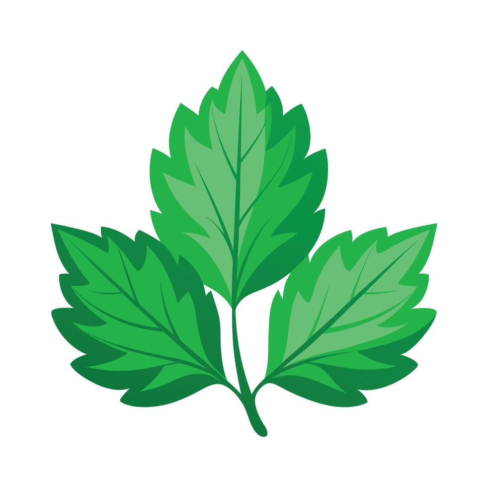 Realistic Beautiful Leaves Illustration vector