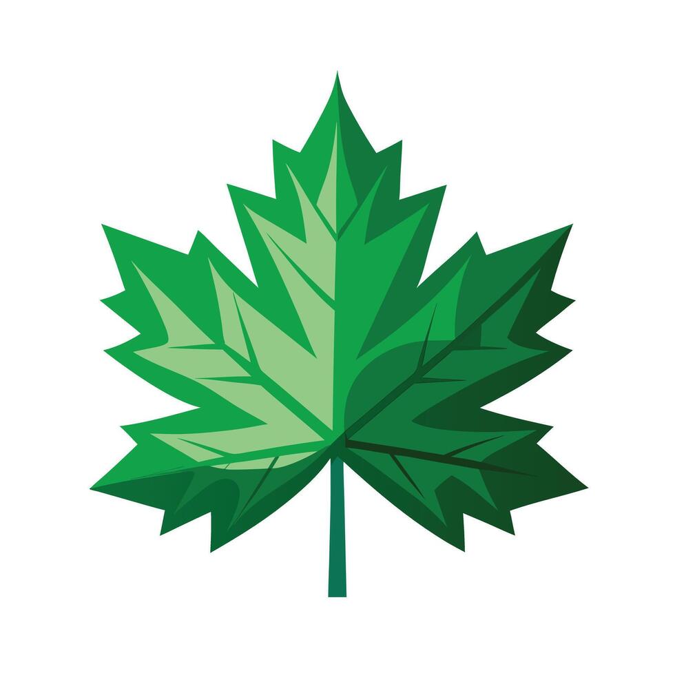 Realistic Beautiful Leaves Illustration vector