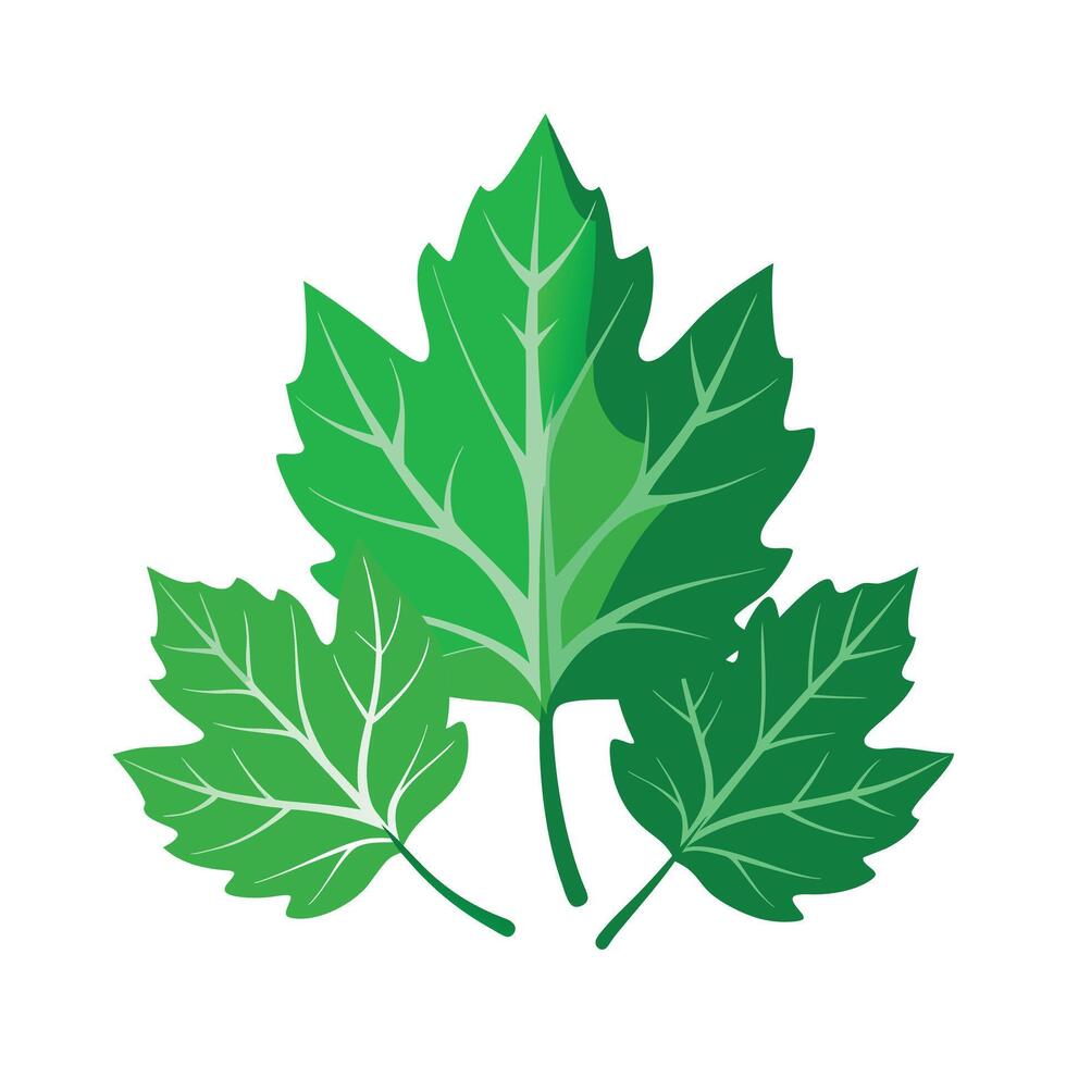 Realistic Beautiful Leaves Illustration vector