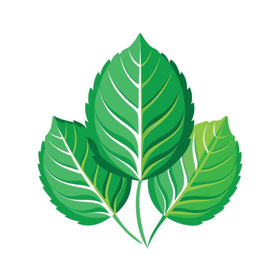 Realistic Beautiful Leaves Illustration vector
