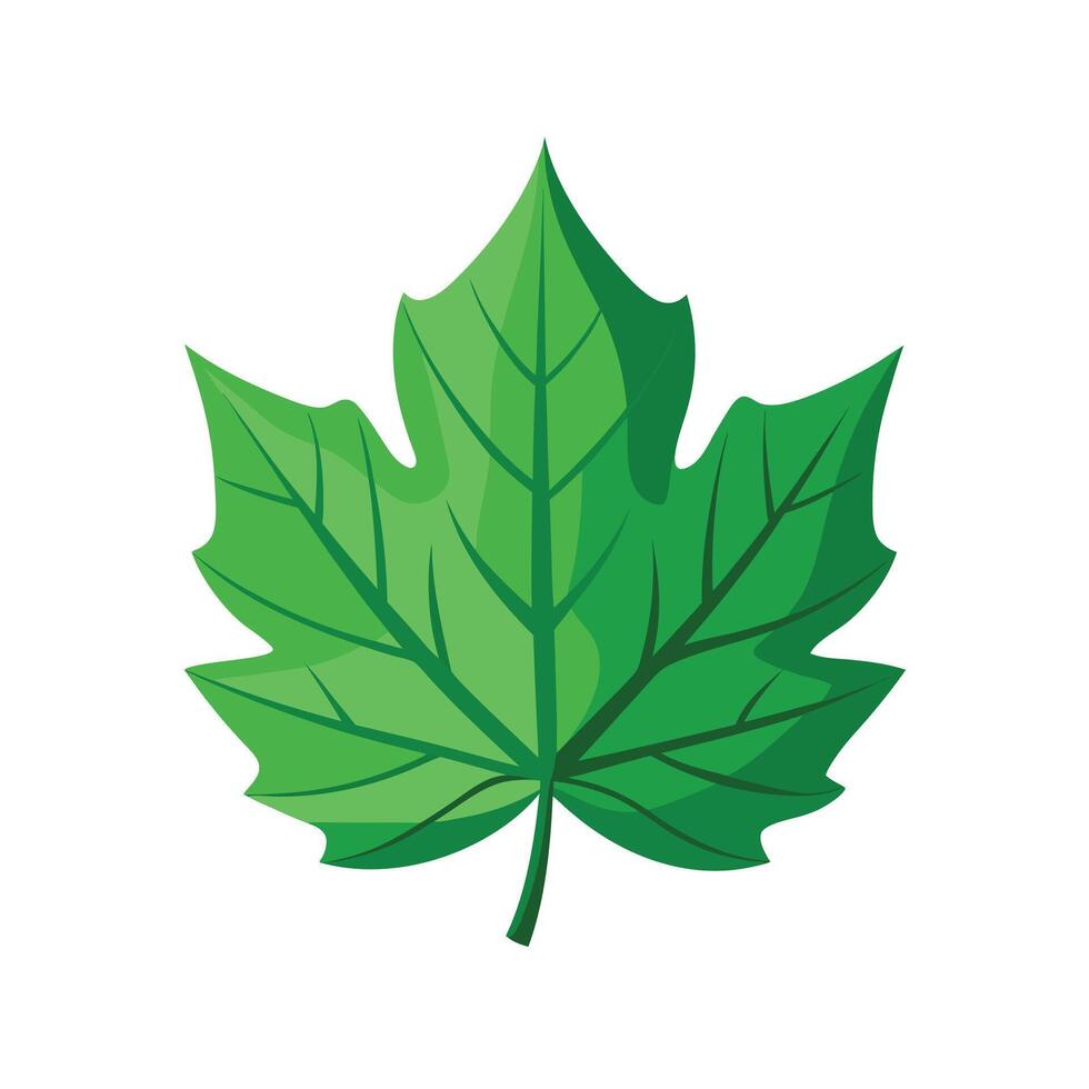 Realistic Beautiful Leaves Illustration vector