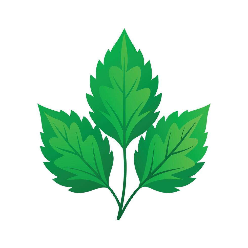 Realistic Beautiful Leaves Illustration vector