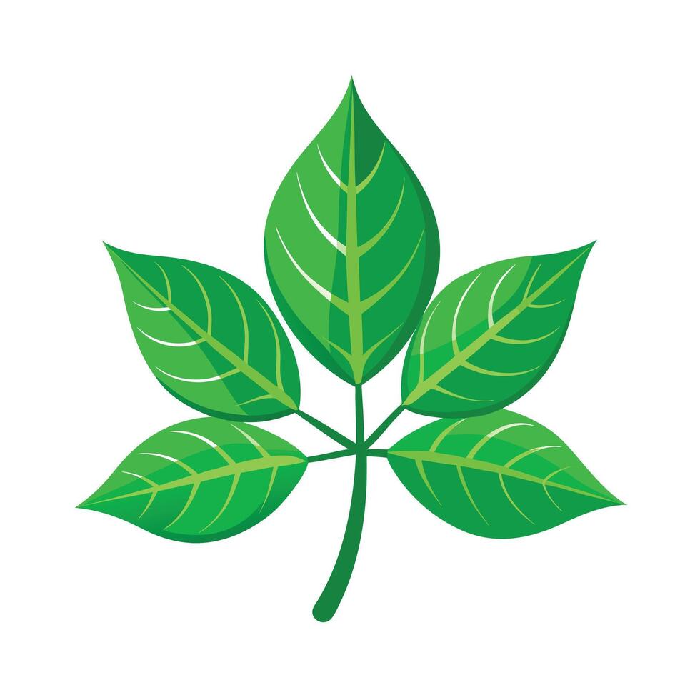 Realistic Beautiful Leaves Illustration vector