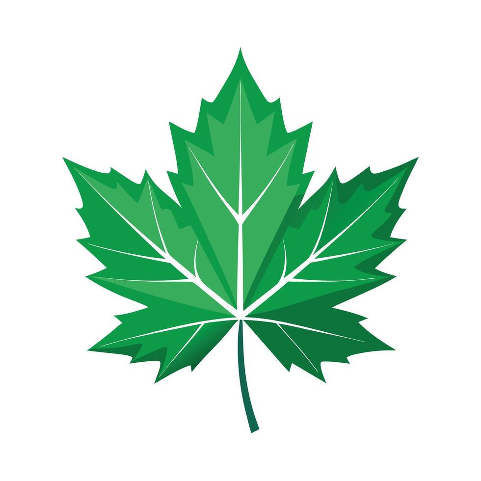 Realistic Beautiful Leaves Illustration vector