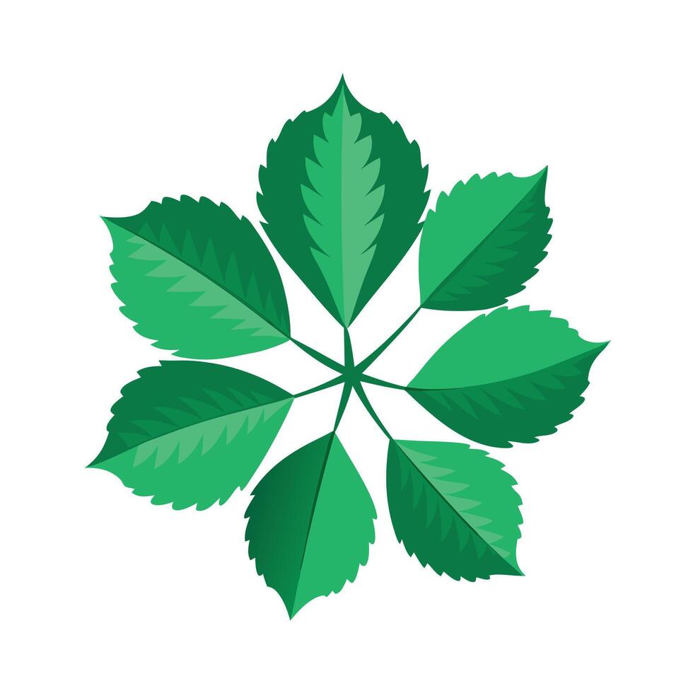 Realistic Beautiful Leaves Illustration vector