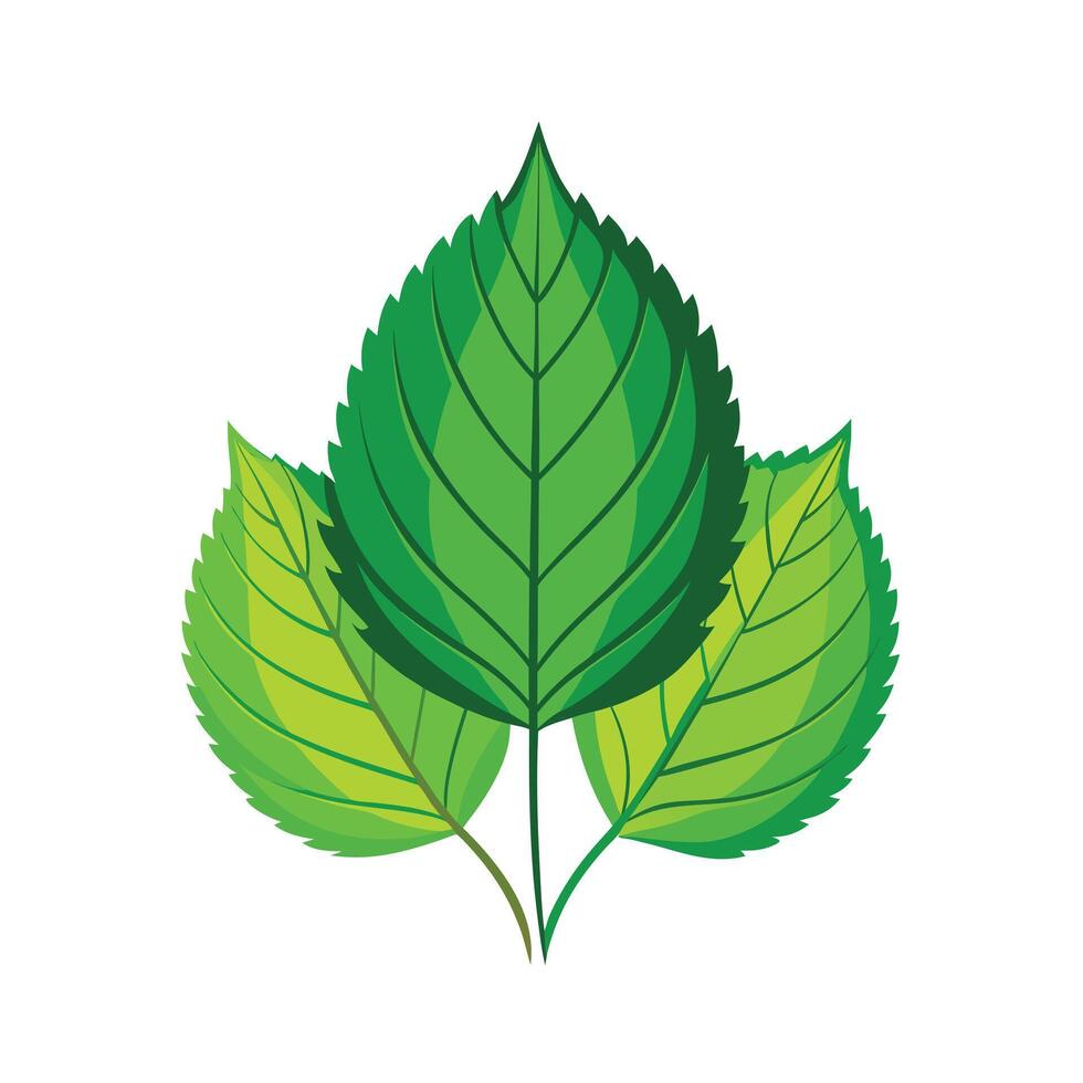 Realistic Beautiful Leaves Illustration vector