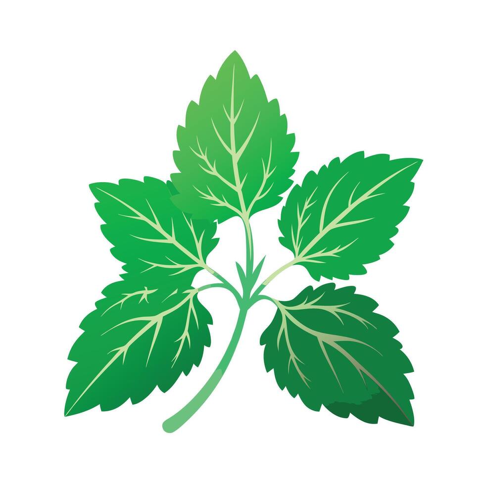 Realistic Beautiful Leaves Illustration vector