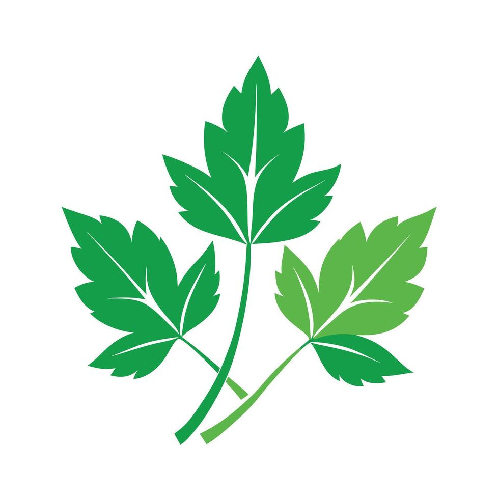 Realistic Beautiful Leaves Illustration vector