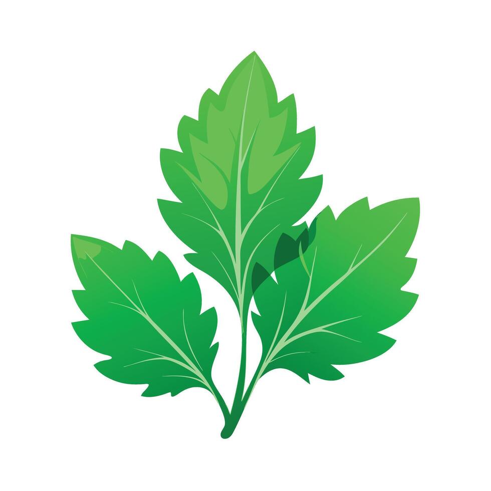 Realistic Beautiful Leaves Illustration vector