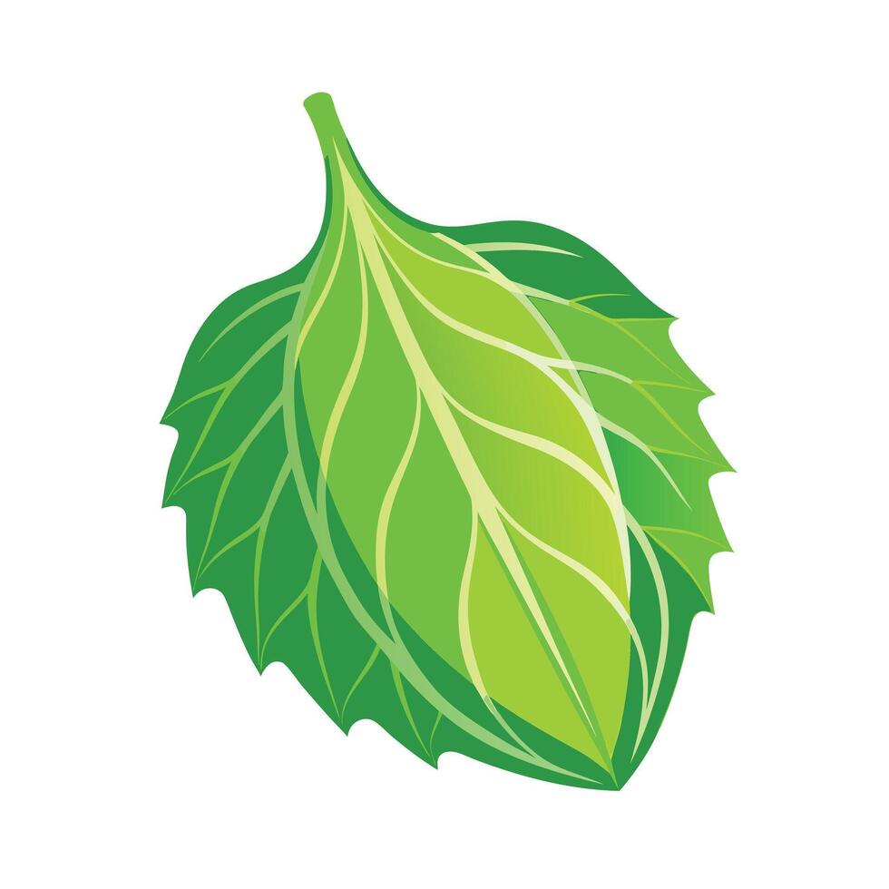 Realistic Beautiful Leaves Illustration vector
