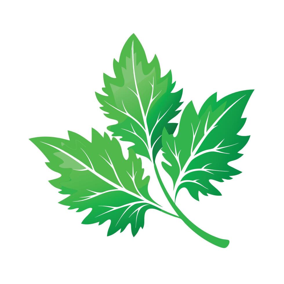 Realistic Beautiful Leaves Illustration vector