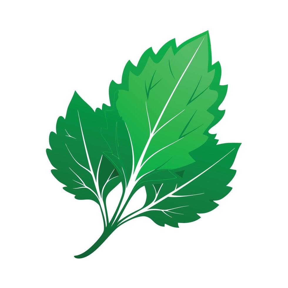 Realistic Beautiful Leaves Illustration vector