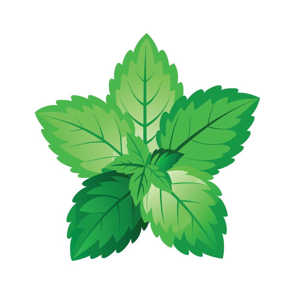 Realistic Beautiful Leaves Illustration vector
