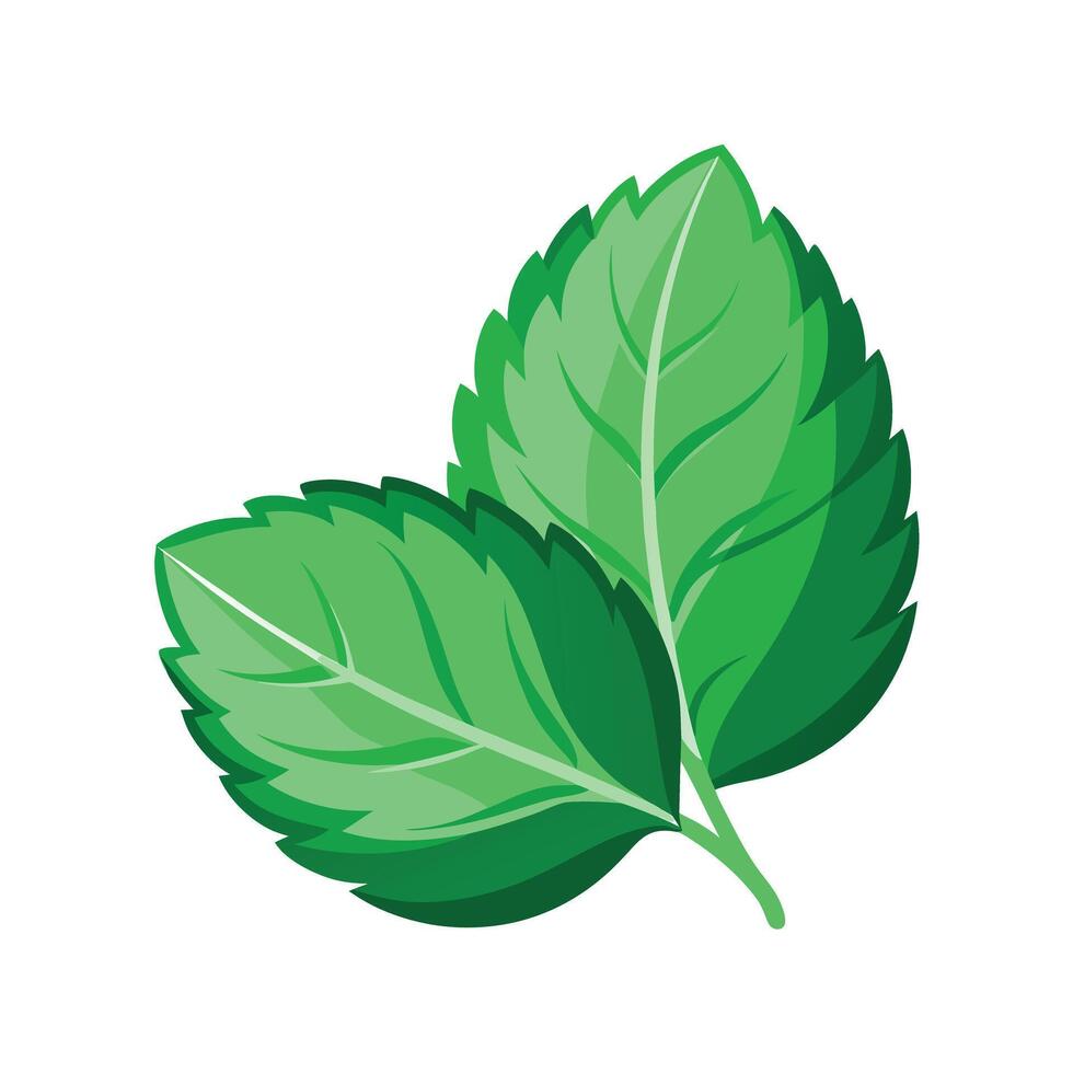 Realistic Beautiful Leaves Illustration vector